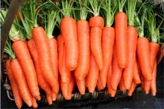 红萝卜和白萝卜可以一起吃吗有什么禁忌