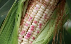 花玉米是转基因的吗经常吃对身体有害吗