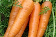 胡萝卜可以生吃吗一次吃多少合适