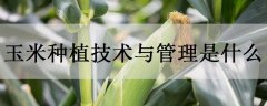 玉米种植技术与管理是什么