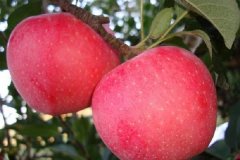 苹果是什么季节成熟的几月份会上市
