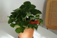 家养盆栽草莓的养殖方法和注意事项有哪些