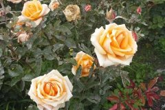 玫瑰花的花语是什么有哪些不同寓意