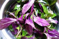 紫背菜不能和什么同吃功效作用有哪些