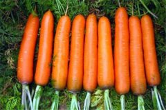 胡萝卜素能长期吃吗有什么功效
