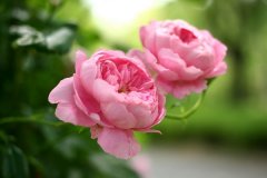 家养盆栽蔷薇的养殖方法和注意事项有哪些