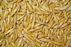 冬小麦和春小麦的区别两者有什么不同