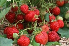 一亩大棚草莓利润多少一年结几次果