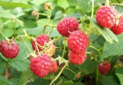 红树莓的功效与作用 红树莓哪个品种口感好